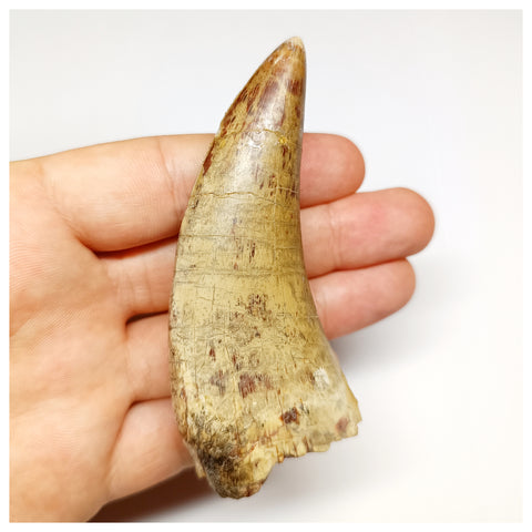 1301 - Huge Afrovenator abakensis Megalosaurid Dinosaur Tooth Jurassic Tiouraren Fm