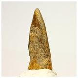 1349 - Rare Juvenile Suchomimus tenerensis Dinosaur Foot Claw Lower Cretaceous Elrhaz Fm