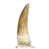S43 - Finest Quality Large Suchomimus tenerensis Spinosaurid Dinosaur Tooth