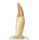 S254- Finest Grade Gavialimimus almaghribensis (Rare Mosasaur species) Rooted Tooth - Late Cretaceous