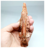 1138 - Top Rare Calamopleurus africanus Cretaceous Fish Skull Bone KemKem Beds