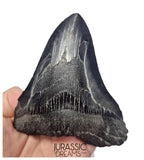 J404 - Outstanding Huge Black Serrated Megalodon Shark Tooth - South Carolina