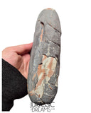 J494 - Museum Grade Huge OVIRAPTOR cf philoceratops Fossil Egg Elongatoolithidae - Cretaceous from Gobi Desert