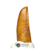 20203 - Unusual Large Abelisaurid Dinosaur Tooth - Cretaceous KemKem Beds