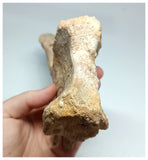 1144 - Amazing Complete Spinosaurus Dinosaur Caudal (Tail) Vertebra Bone Cretaceous KemKem