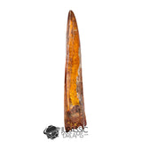 20018 - Top Huge Carcharodontosaurus saharicus Dinosaur Tooth