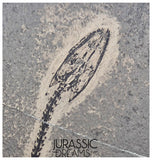 S334 - Large Keichousaurus hui Early Triassic Marine Reptile WITH PRESERVED TEETH