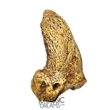 S376 - Amazing Huge Ice Age Cave Bear (Ursus spelaeus) Claw - Upper Pleistocene