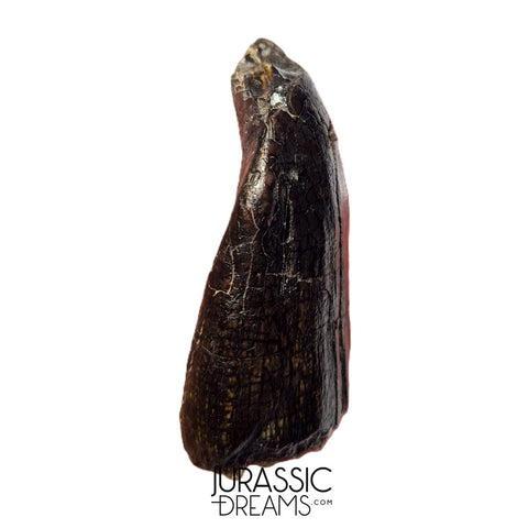 S500 - Top Huge Eusauropoda cf. Jobaria Sauropod Dinosaur Tooth - Jurassic Tiouraren Fm