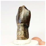 1306 - Top Rooted Jobaria Sauropod Dinosaur Tooth Jurassic Tiouraren Fm