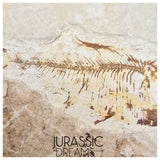 S437 - Nicely Preserved "Diplomystus dentatus" Fossil Fish - Eocene Age from USA