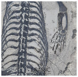 S230 - Nicely Preserved Keichousaurus hui Early Triassic Marine Reptile