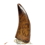 J561 - Tyrannosaur Dinosaur Tooth - Nanotyrannus sp - Late Cretaceous - Lance Creek Fm