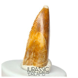 S142 - Top Rare Majungasaurus crenatissimus Abelisaurid Dinosaur PREMAXILLARY Tooth