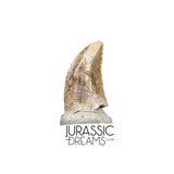 S136 - Top Rare Acheroraptor temertyorum (Dromaeosaurid Raptor Theropod) Dinosaur Tooth - Lance Creek Fm