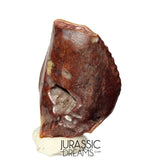 S481 - Exceedingly Rare Iguanodontian (cf Elrhazosaurus or Lurdusaurus) Dinosaur Tooth - Lower Cretaceous