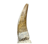 S80 - Nicely Preserved Suchomimus tenerensis Spinosaurid Dinosaur Tooth
