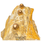 S265 - Beautiful Halisaurus arambourgi (Mosasaur) Partial Right Maxillary - Late Cretaceous