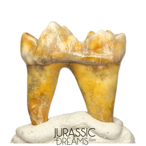 S400 - Gem Grade Ice Age Cave Bear (Ursus spelaeus) Lower Dentary Molar Tooth (M1)