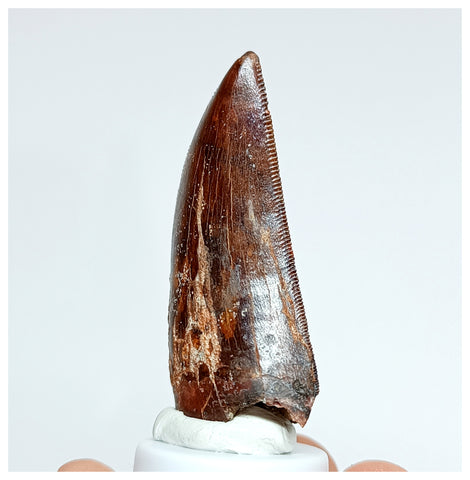 1017 - Nicely Preserved Carcharodontosaurus saharicus 1.96'' Dinosaur Tooth