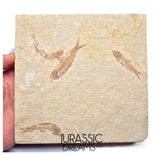 S380- Aesthetic "Knightia eocaena" Fossil Fish Mass Mortality Plate with 4 specimens - Eocene Age from USA