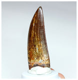 1002 - Gem Grade Carcharodontosaurus saharicus 2.63'' Dinosaur Tooth