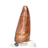 20224 - Finest Grade Carcharodontosaurus saharicus Dinosaur Premaxillary Tooth