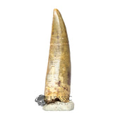 20031 - Rare Afrovenator abakensis Megalosaurid Dinosaur Tooth Jurassic Tiouraren Fm