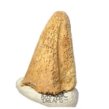 J488 - Ultra Rare Pachycephalosaurus wyomingensis Foot Claw -  Late Cretaceous - Hell Creek Fm