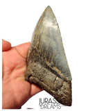 J419 - Outstanding Huge Serrated Megalodon Shark Tooth - Miocene - South Carolina