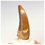 1316- Gem Grade Premaxillary Carcharodontosaurus saharicus Dinosaur Tooth