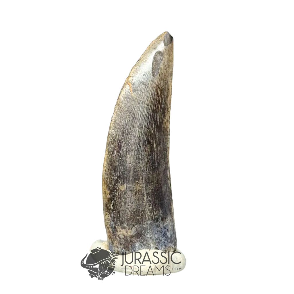20030 - Large Kryptops palaios Abelisaurid Theropod Dinosaur Tooth - C ...