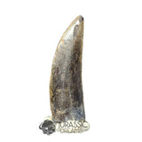 20030 - Large Kryptops palaios Abelisaurid Theropod Dinosaur Tooth - Cretaceous Elrhaz Fm