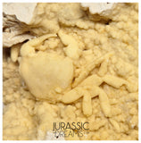 J85 - Top Fossil Crab (Potamon) Preserved in Travertine - Turkey Location