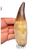 S351 - Huge Thalassotitan atrox (Largest known mosasaur species) Rooted Tooth - VISIBLE CARINA