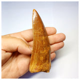 1313 - Huge Carcharodontosaurus saharicus Dinosaur Tooth - Cretaceous KemKem Beds