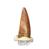 S313 - Rare Abelisaurid (cf Rugops sp) Premaxillary Dinosaur Tooth - Cretaceous KemKem Beds