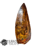 20009 - Gem Grade Carcharodontosaurus saharicus Dinosaur Premaxillary Tooth IN CATAWIKI AUCTION NOW