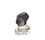 J427 - Exceedingly Rare Denversaurus schlessmani Nodosaurid Armored Dinosaur Tooth - Lance Creek Fm