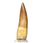 S416 - Stunning Large Zarafasaura oceanis (Elasmosaur) Partially Rooted Tooth - Late Cretaceous