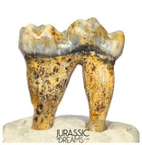 S341 - Gem Grade Ice Age Cave Bear (Ursus spelaeus) Lower Dentary Molar Tooth (M1)