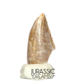 S217 - Top Rare Majungasaurus crenatissimus Abelisaurid Dinosaur PREMAXILLARY Tooth