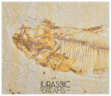 S271 - Nicely Preserved "Diplomystus dentatus" Fossil Fishs - Eocene Age from USA