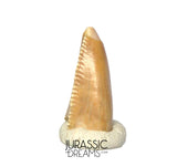 S319 - Top Rare Majungasaurus crenatissimus Abelisaurid Dinosaur PREMAXILLARY Tooth