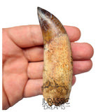 S491 - Museum Grade Fully Rooted Sarcosuchus imperator Crocodile Tooth - Cretaceous Elrhaz Fm