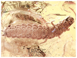 J11 - Great LARVAE Soft-Wing Flower Beetle MELYRIDAE Fossil Inclusion Genuine BALTIC AMBER + HQ Picture