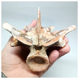 1117 - Complete  Unidentified Crocodile Dorsal Vertebra Bone Late Cretaceous