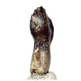 J510 - Top Rare Rooted cf Narindasaurus Turiasaurian Sauropod Dinosaur Tooth - Middle Jurassic