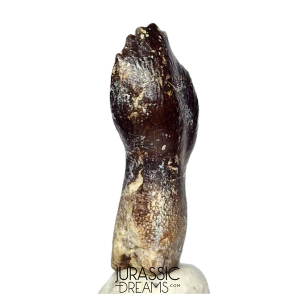 J510 - Top Rare Rooted cf Narindasaurus Turiasaurian Sauropod Dinosaur ...