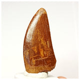 1337 - Nicely Preserved Carcharodontosaurus saharicus Dinosaur Tooth